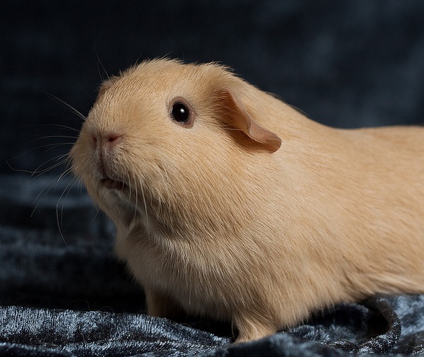 Cavia Cream