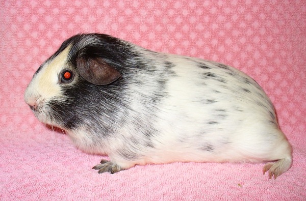 Cavia Dalmatians Black 