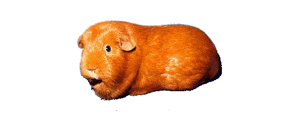 Cavia Self Dark Eyed Golden 