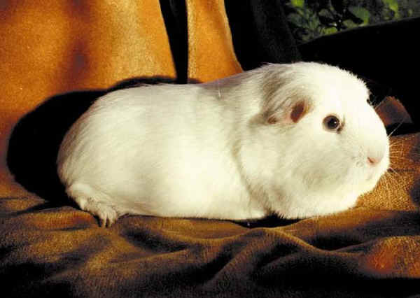 Cavia Self Dark Eyed White