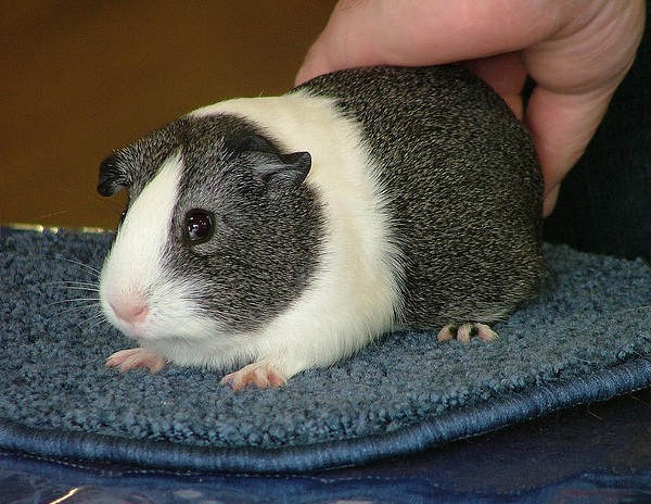 Cavia Dutch Agouti 