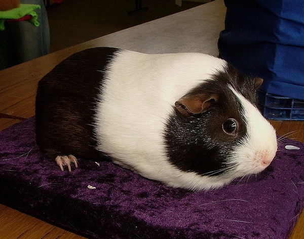 Cavia Dutch Chocolate