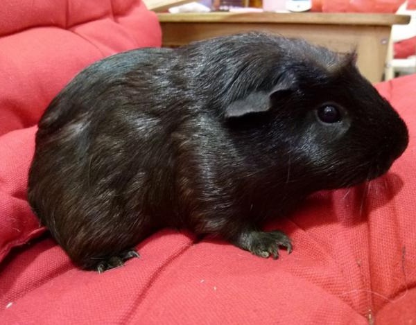 Cavia English Crested Black 