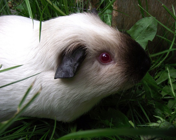 Cavia Himalayan Black 