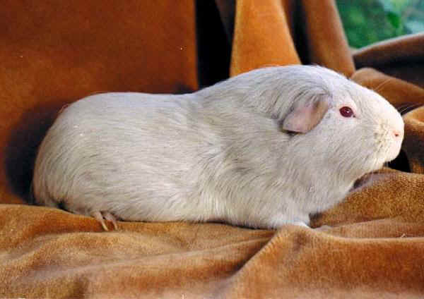 Cavia Self Lilac 