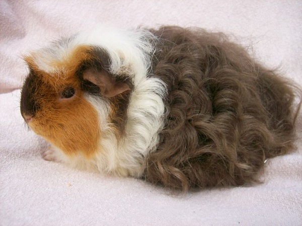 Cavia Merino 