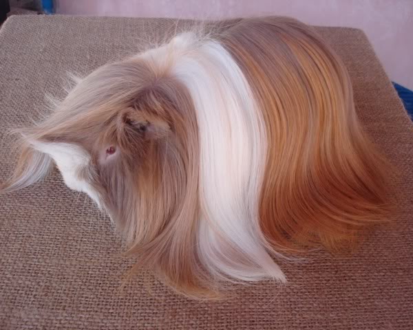 Cavia Peruvian Lilac 