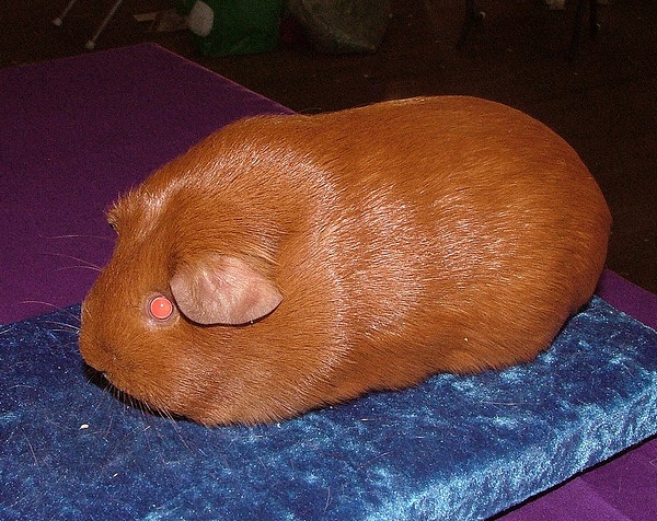 Cavia Self Pink Eyed Golden