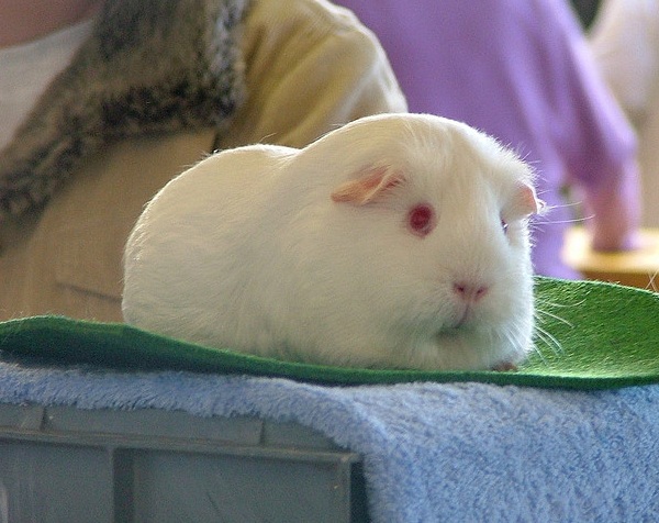 Cavia Self Pink Eyed White 