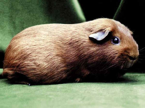 Cavia Self Red 