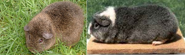 Cavia Rex 