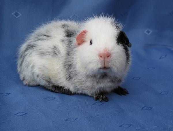 Cavia Rex 