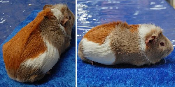 Cavia Ridgeback 