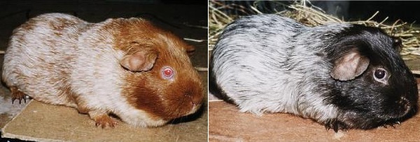 Cavia Roans Golden