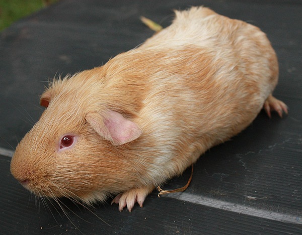 Cavia Roans Chocolate 