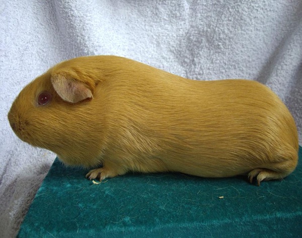 Cavia Self Saffron 