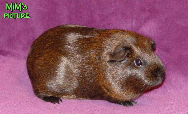 Cavia Satin Gold Agouti 