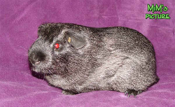 Cavia Satin Silver Agouti 