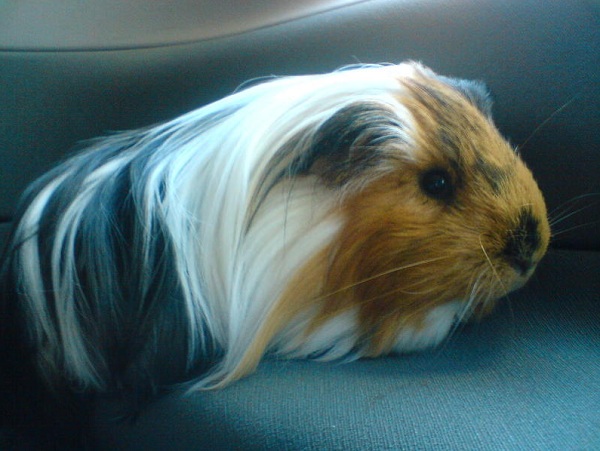 Cavia Sheltie tri-coloured