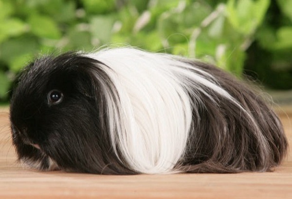 Cuccioli di cavia Sheltie