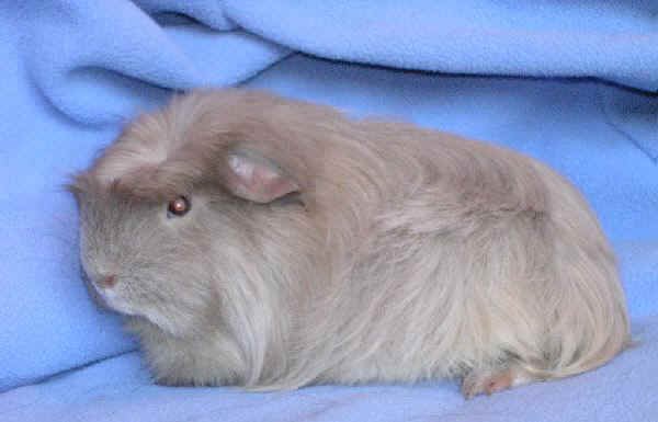 Cavia Slate