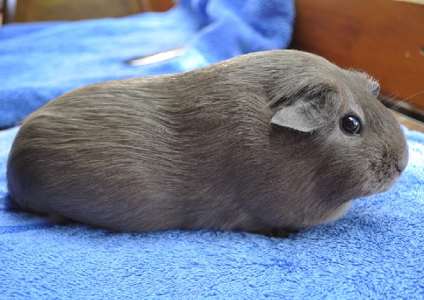 Cavia Slate