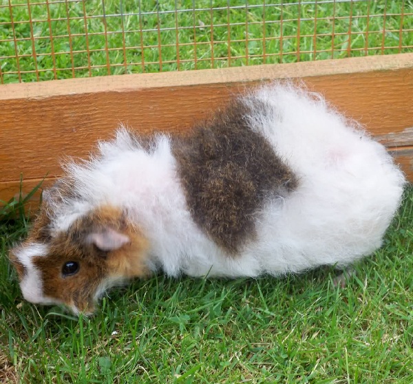 Cavia Somali