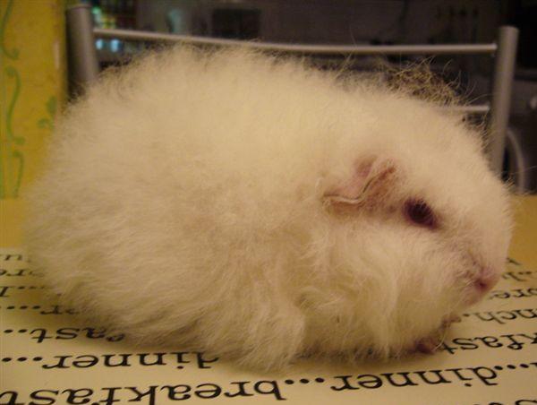 Cavia Swiss