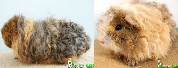 Cavia Texel