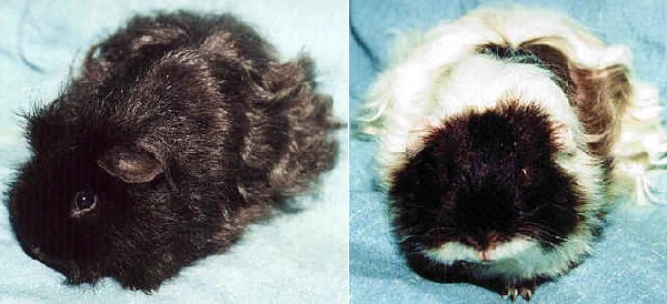 Cavia Satin-Texel