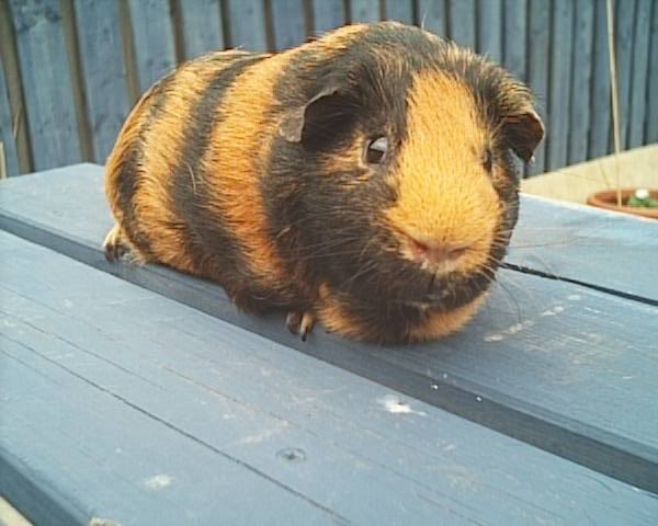 Cavia Tortoiseshell 