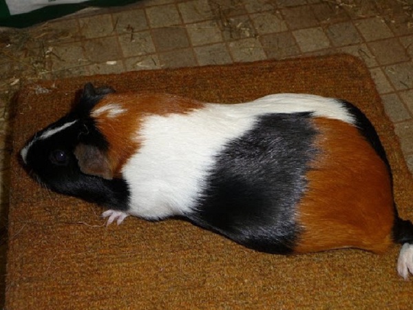 Cavia Tortoishell & White 