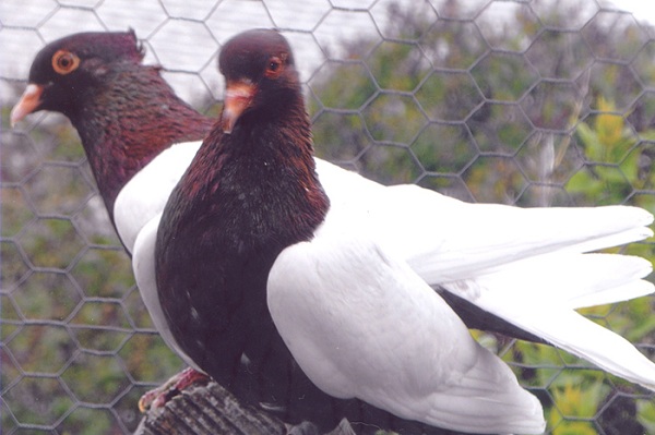 Ciuffolotto Arcangelo o Timpano di Vienna rosso ad ali bianche   