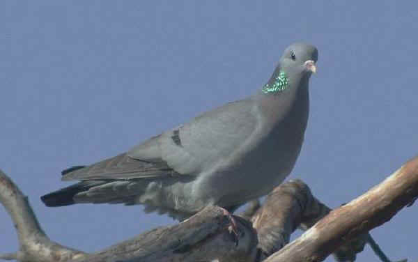 Colombella - Columba oenas L.