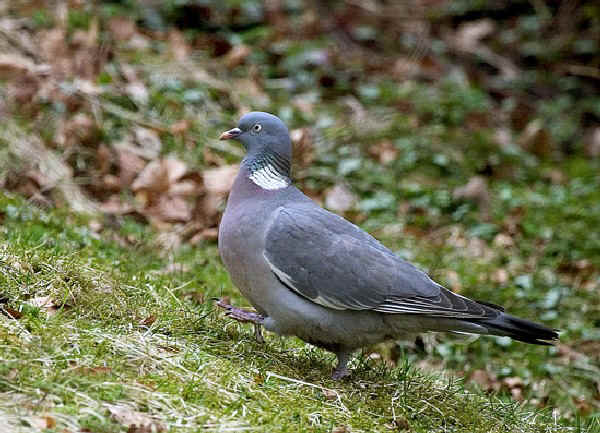 Colombaccio europeo