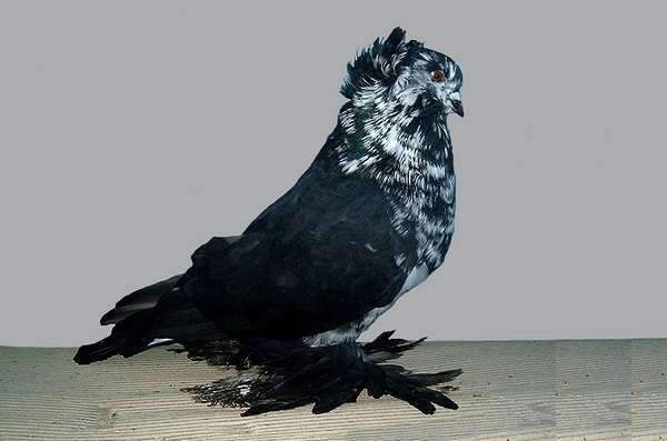 Gigante Ungherese Tigrato di nero