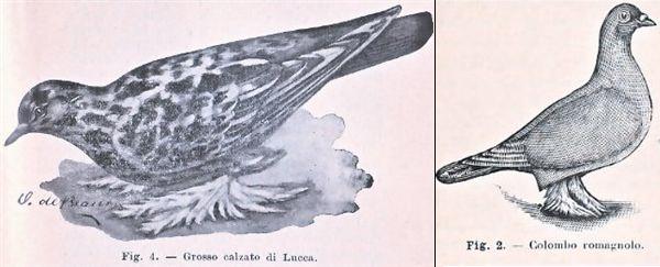 Litografie del Grosso Calzato di Lucca e del Colombo Romagnolo