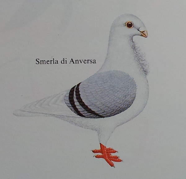 Smerla di Anversa 