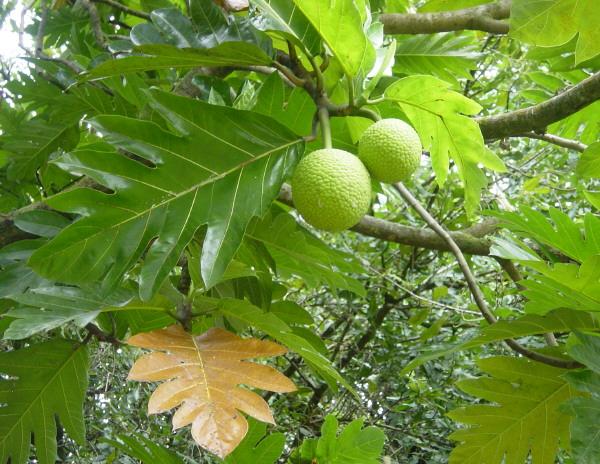 Albero del pane Artocarpus altilis 