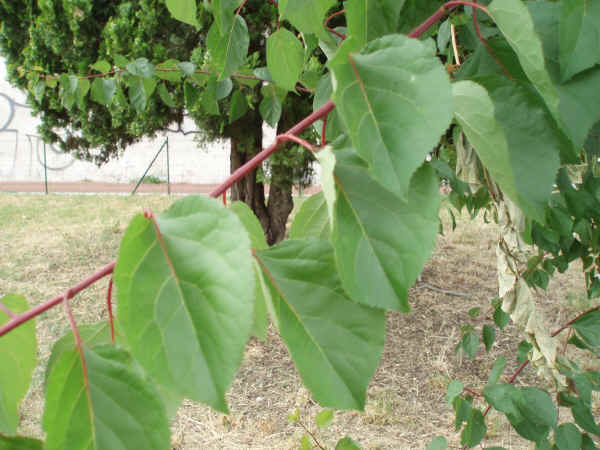 Foglie di Albicocco Prunus Armeniaca