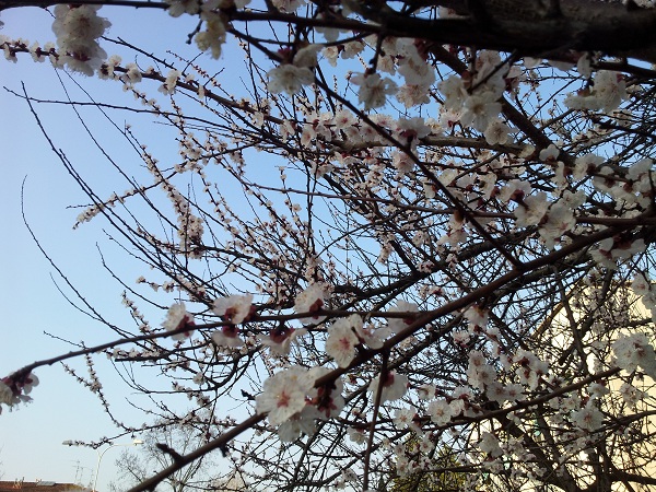 Foglie di Albicocco Prunus Armeniaca