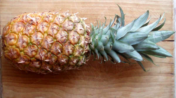 Frutti di Ananas comosus o Ananas sativus 