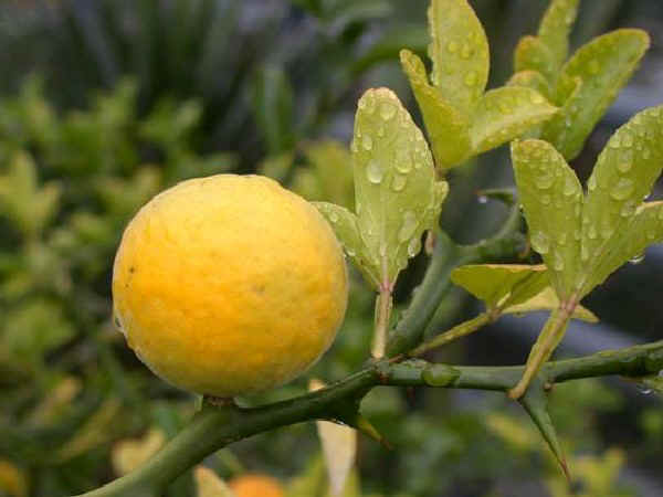 Arancio trifogliato - Poncirus trifoliata L.