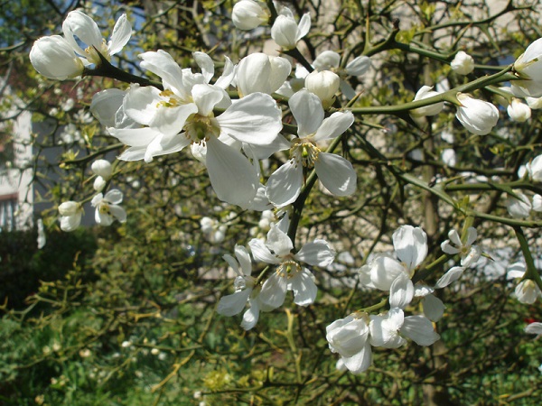 Arancio trifogliato - Poncirus trifoliata L.