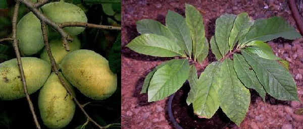 Frutti e piantina di Asimina triloba