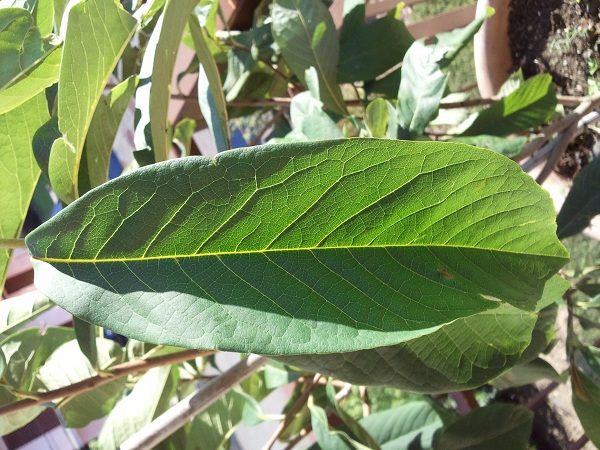 Frutti e piantina di Asimina triloba