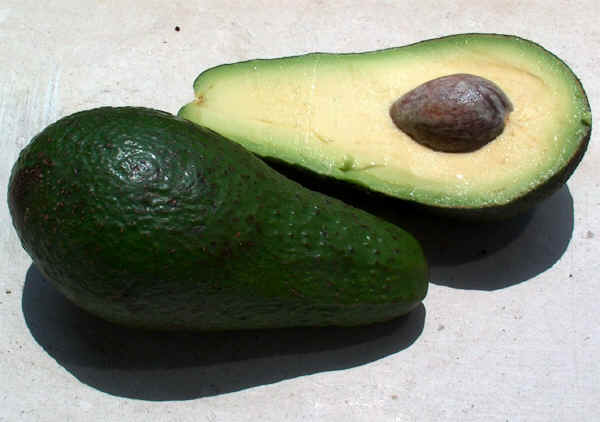 Frutti di Avocado - Persea americana Mill.