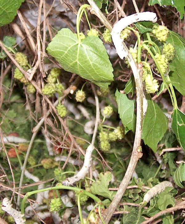 Larve di Bombix mori 