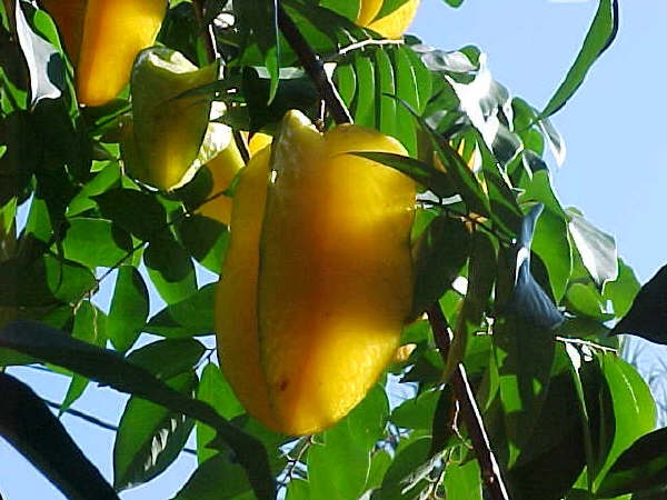 Carambola