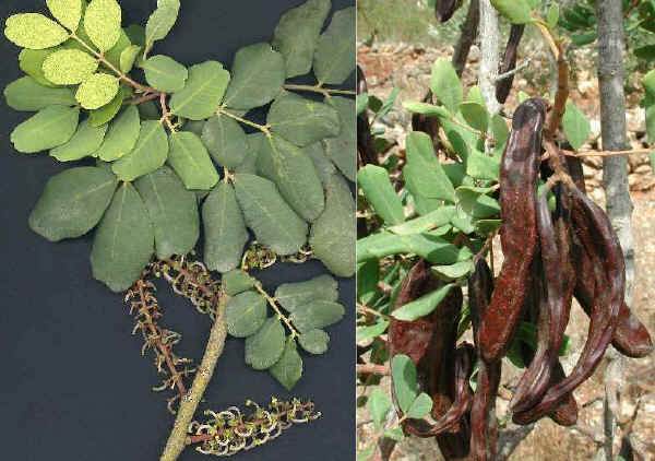 Rametto di e frutti di Carrubo